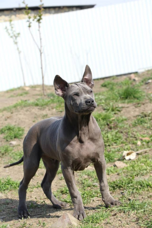 Тайский Риджбек! :)