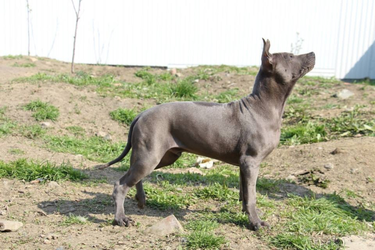 Тайский Риджбек! :)