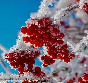 Гроздь калины на снегу