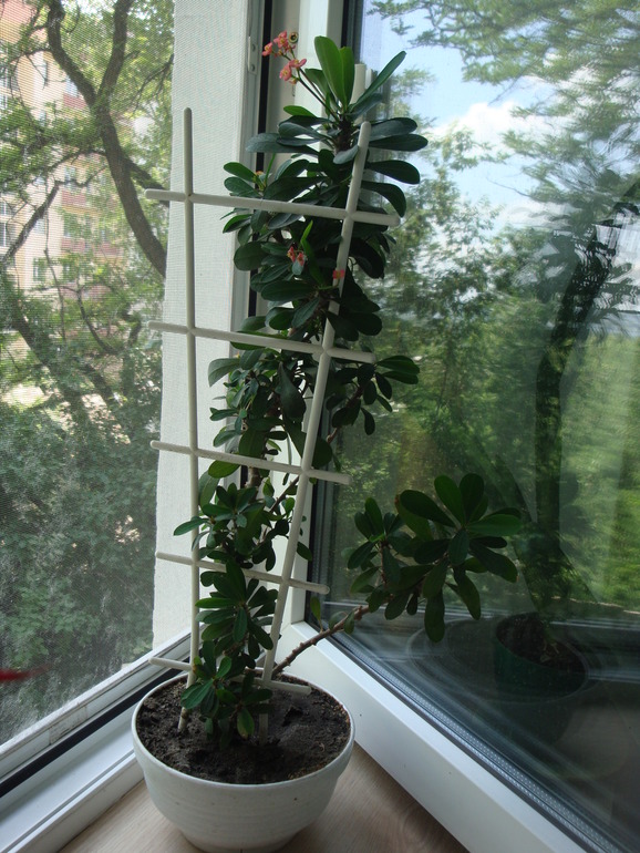 Моя растительность (хвастики)