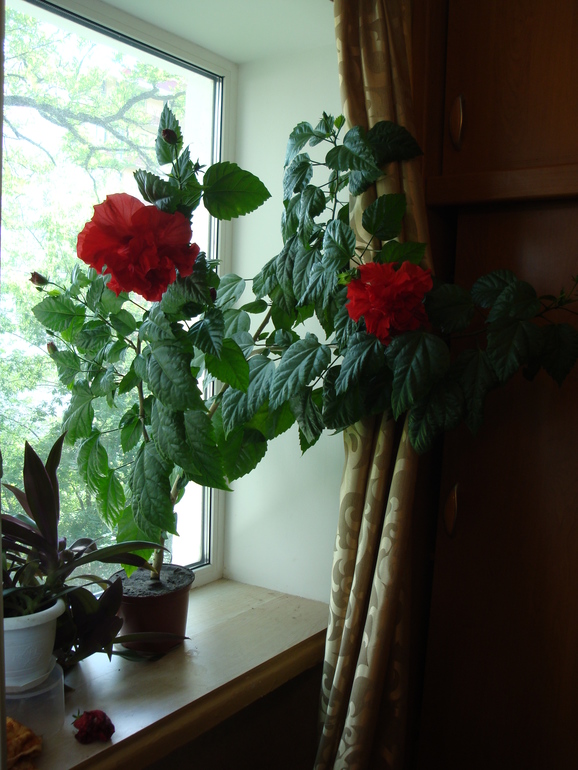 Моя растительность (хвастики)