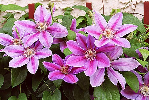 Clematis 'Nelly Moser', Clematis 'Nelly Moser' - uploaded by @jendren