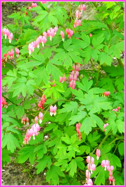 Прогулка по городу. Гляссе.