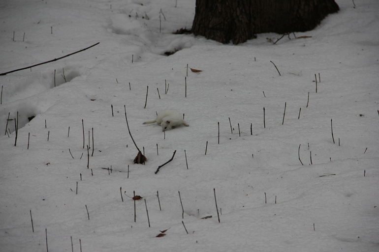 Царицыно. В поисках белок.