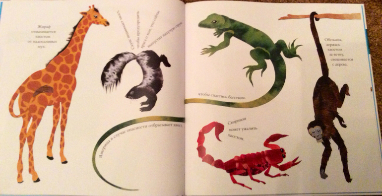 Интересные факты о животных