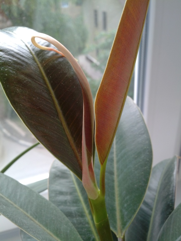 Фикус-пикус))