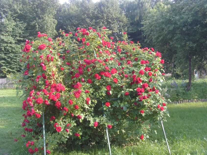 Плетистая роза