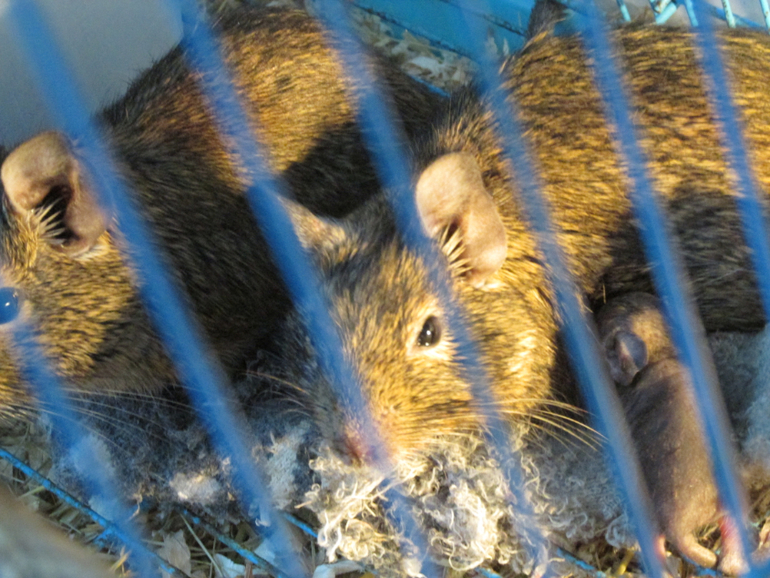 в доме прибавилось новорожденных