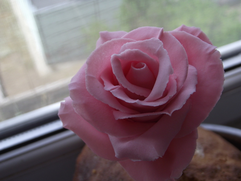 Моя пародия на