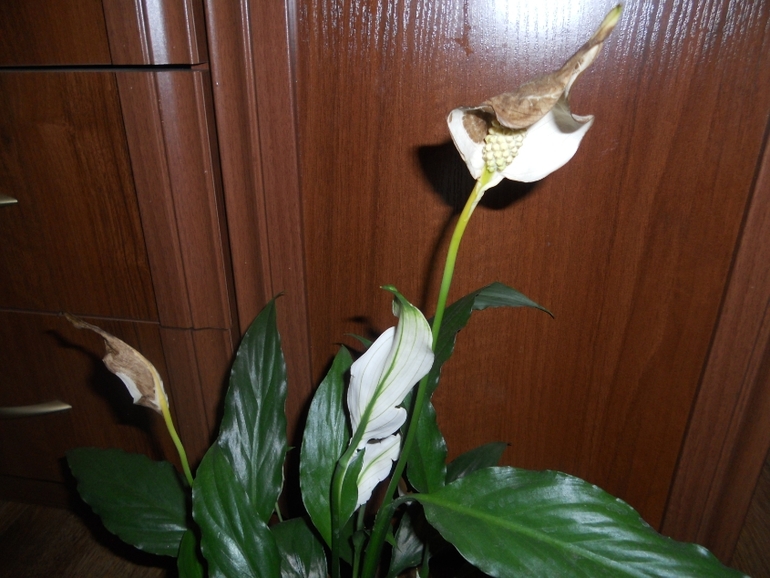 Что со спатифиллумом?