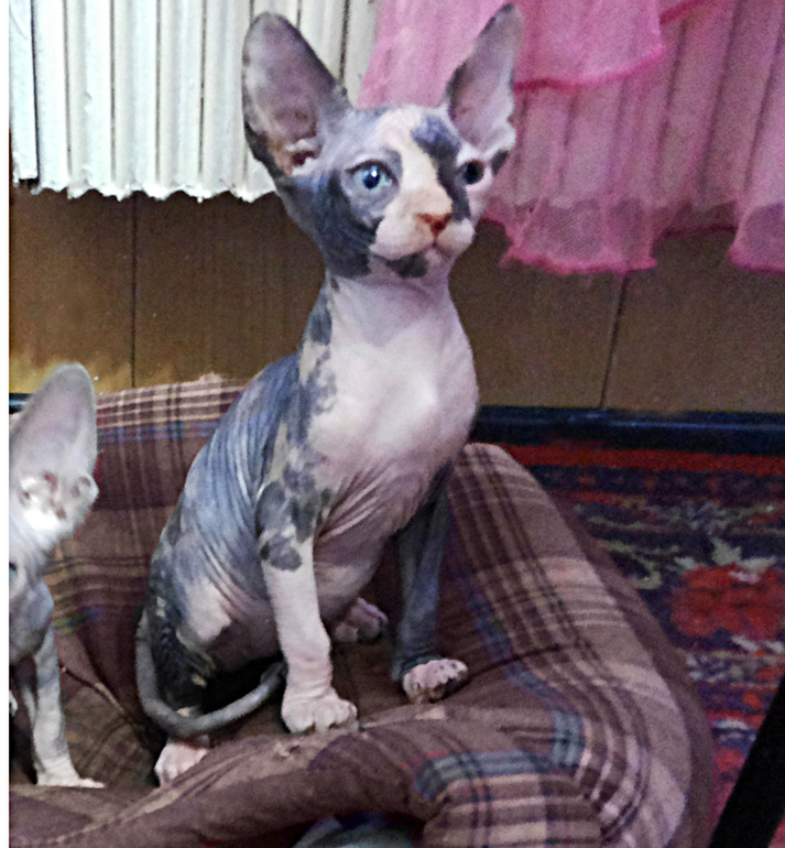 Канадские сфинксята)