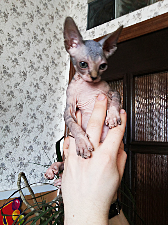 Канадские сфинксята)