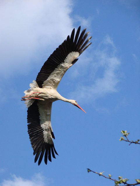 Разбираем аистов, они уже летят ))