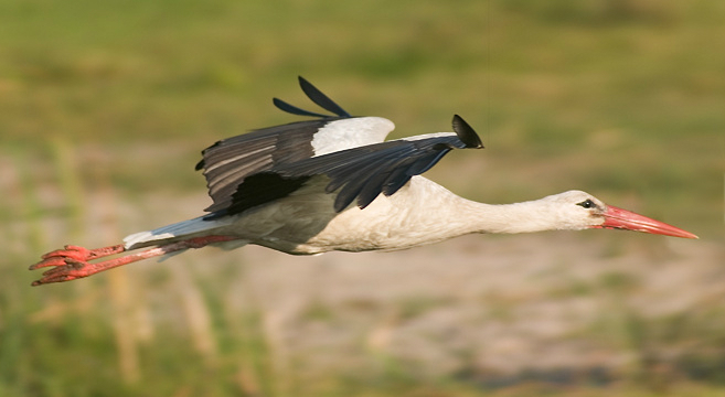 Разбираем аистов, они уже летят ))