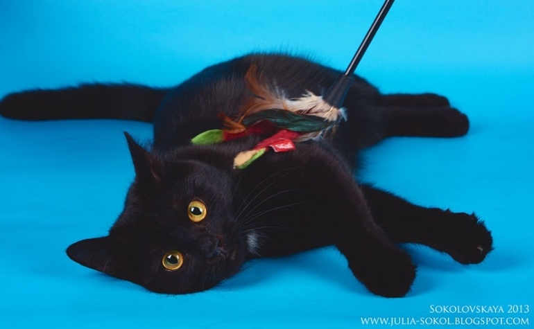 Москва и МО, чудо котята в добрые руки!