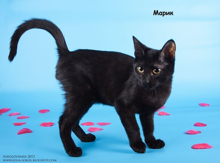 Москва и МО, чудо котята в добрые руки!