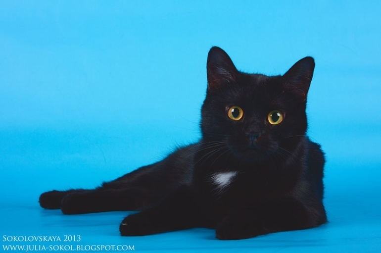 Москва и МО, чудо котята в добрые руки!