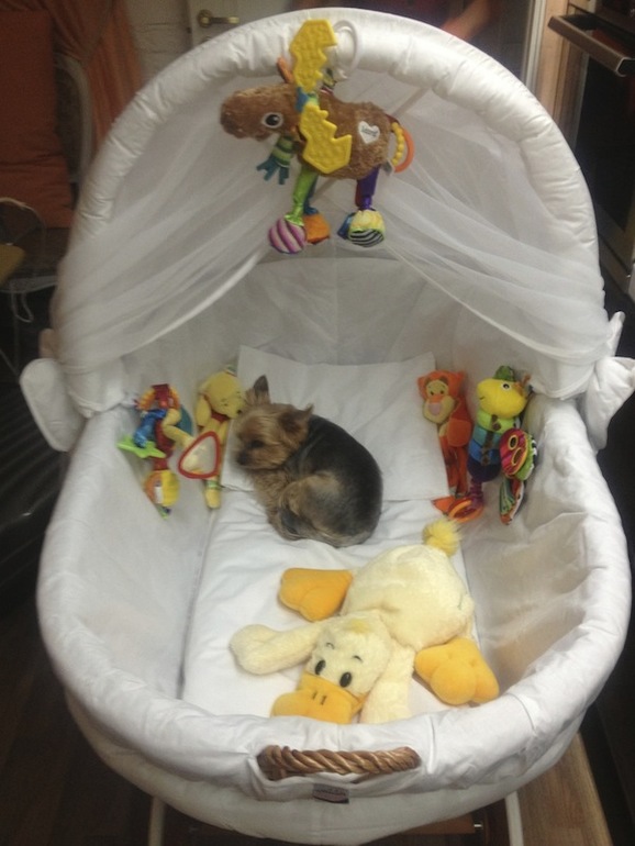 Моисеева корзина на колесах