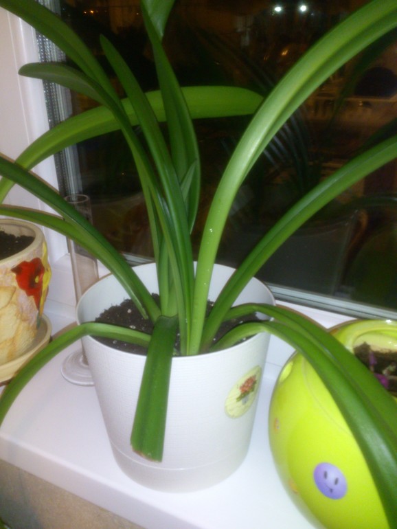 мои зелёные друзья!