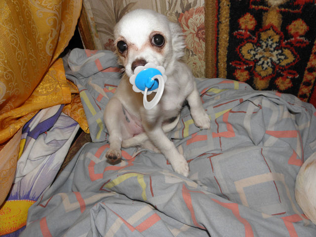 Моё зверьё любимое.........