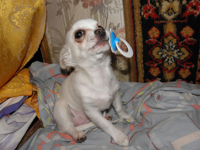 Моё зверьё любимое.........