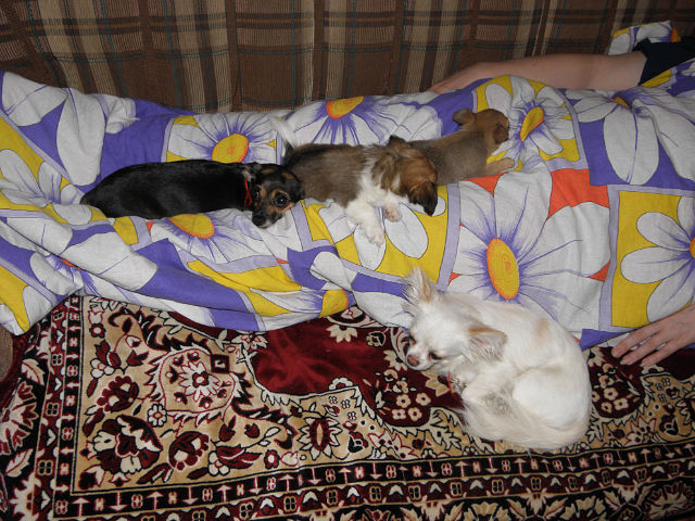 Моё зверьё любимое.........