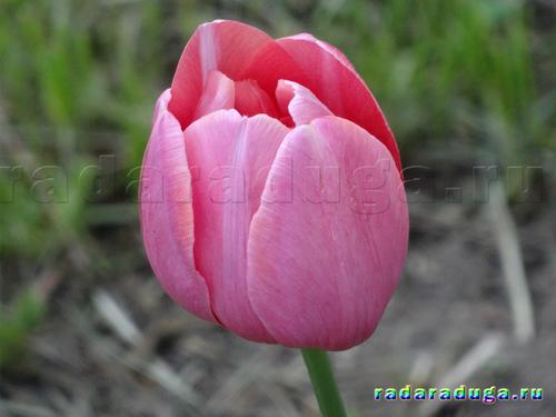 Тематическое занятие Тюльпан