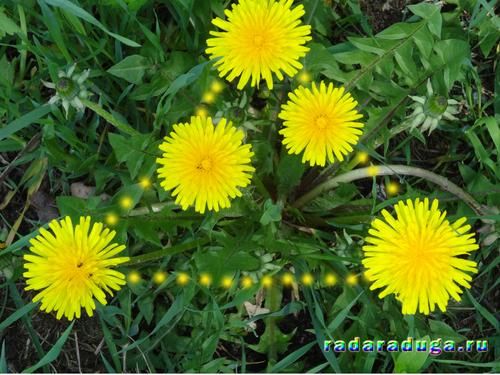 Тематическое занятие Одуванчик