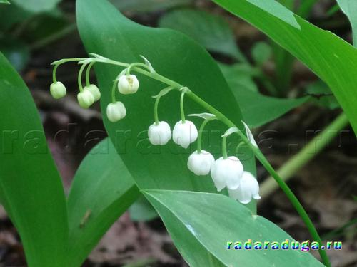 Ландыш и сирень. Творчество.