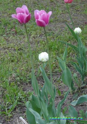 Тематическое занятие Тюльпан