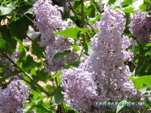 Тематическое занятие. Ландыш и сирень. Творчество