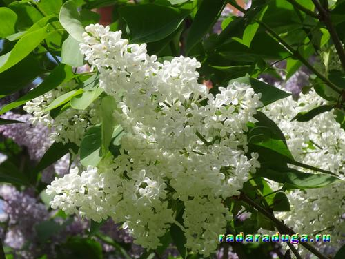 Ландыш и сирень. Творчество.