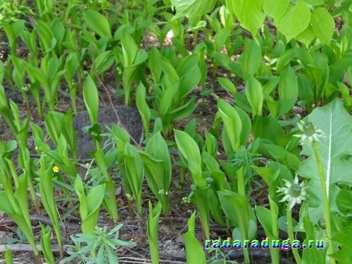 Ландыш и сирень. Творчество.