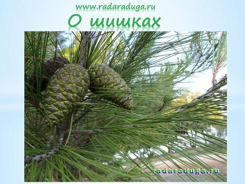 Тематическое занятие Шишки