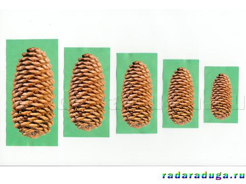 Тематическое занятие Шишки