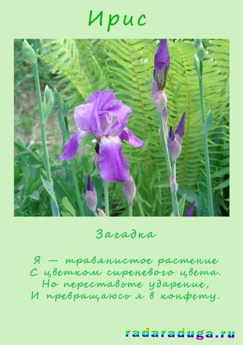 Летний альбом. Часть 1. Цветы. Творчество.