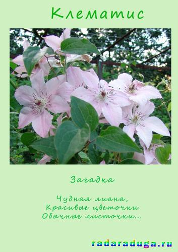 Летний альбом. Часть 1. Цветы. Творчество.