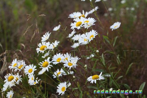 Тематическое занятие Ромашка