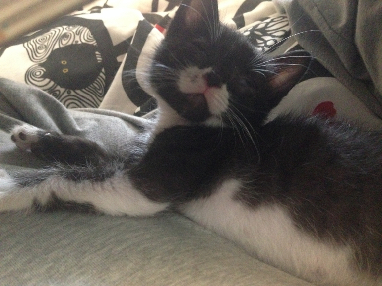 Путь талисмана: из заморыша в мимими)))