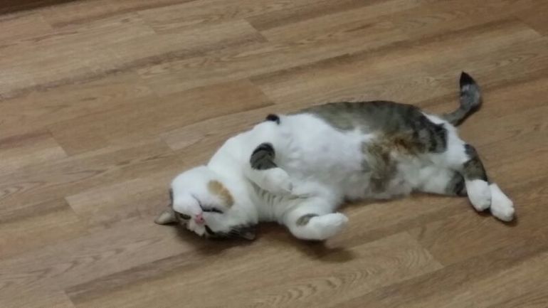 Как котэ на даче отдыхают)