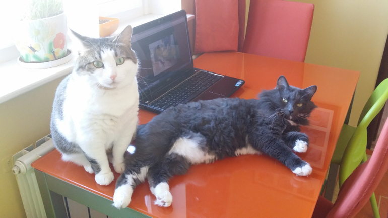 Пикет по поводу..