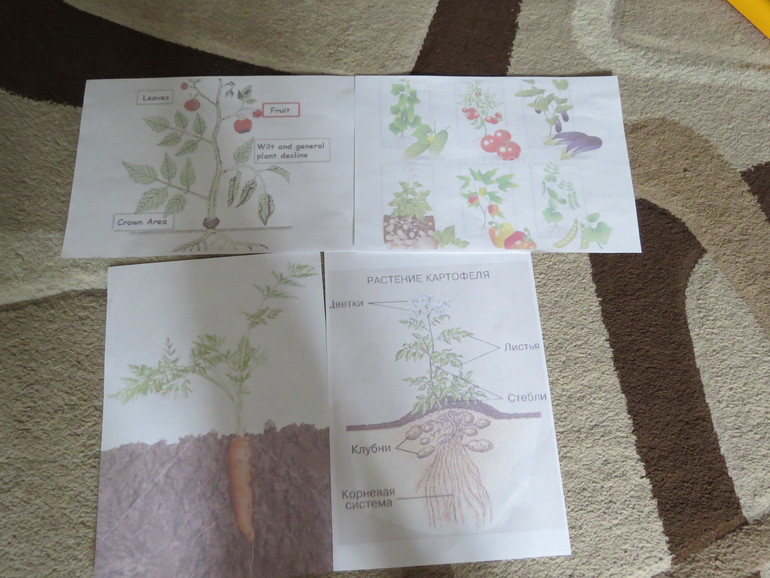 ТН "Как растут овощи" Отчет день 3