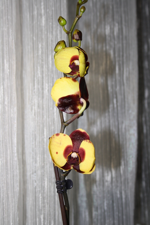 новая орхидея