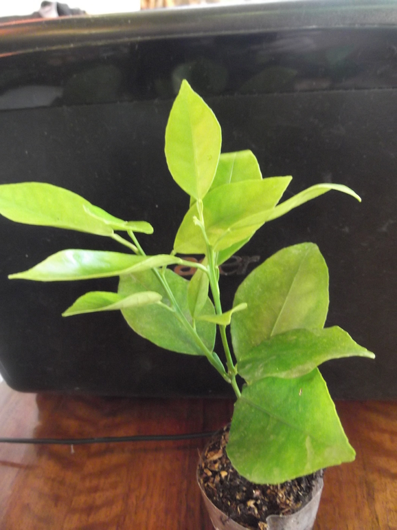 Продам укорененные черенки цитрусовых