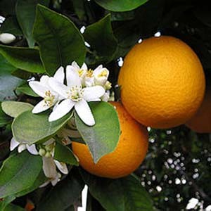 Продам укорененные черенки цитрусовых