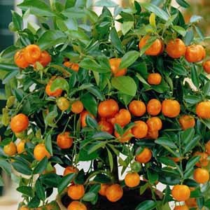 Продам укорененные черенки цитрусовых