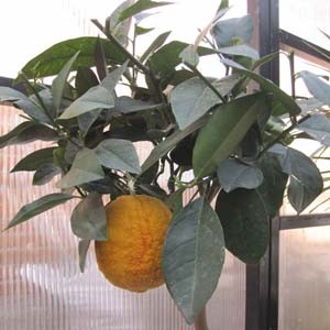 Продам укорененные черенки цитрусовых