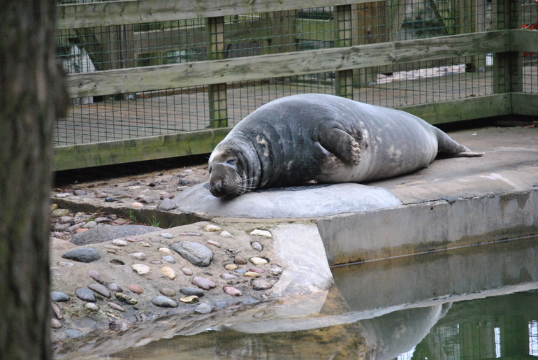 Новый  2014 Год в Латвии (Рига, Юрмала)