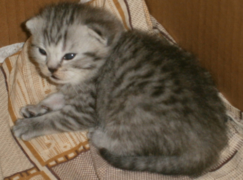 Крошки-страйты из рекламы Вискас = )