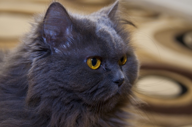 наши любимый четырехлапые члены семьи